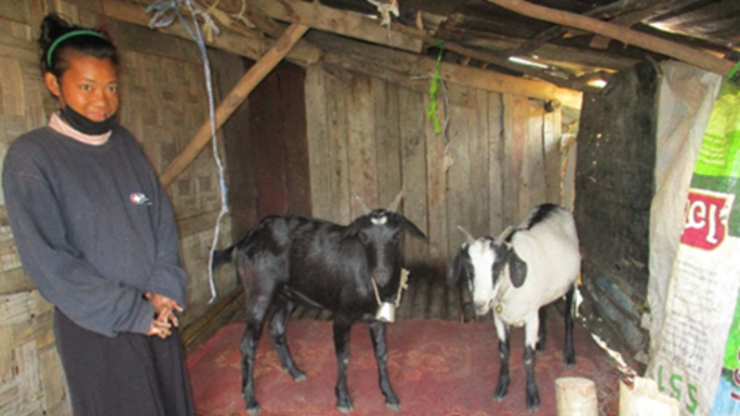 A woman stands in a small shelter beside two goats